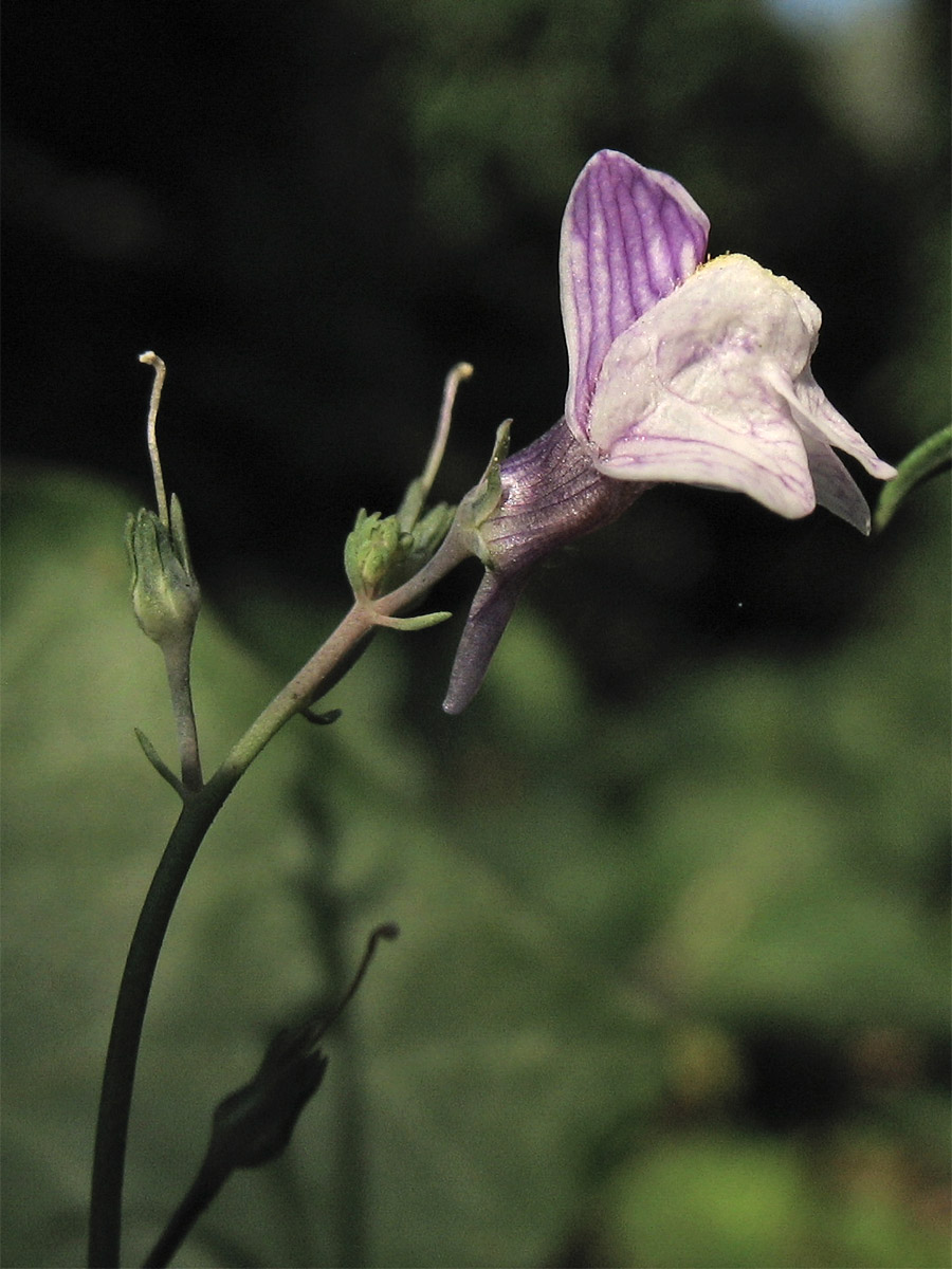 Изображение особи Linaria repens.