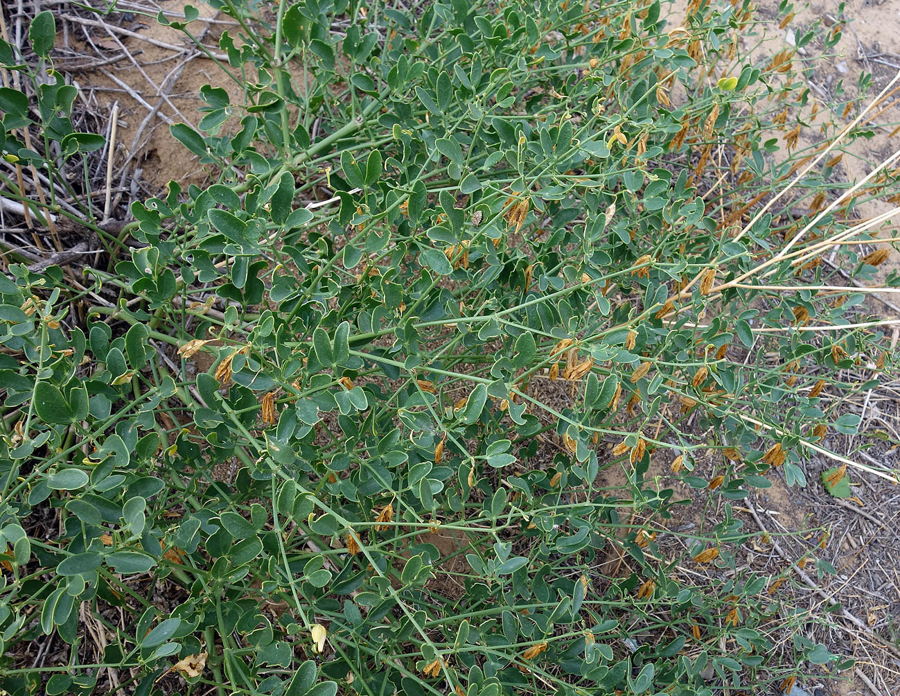 Image of Zygophyllum fabago specimen.