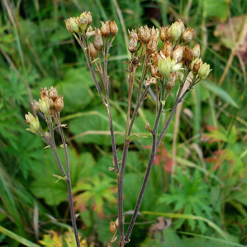 Image of Polemonium caeruleum specimen.