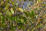 Rhamnus ussuriensis