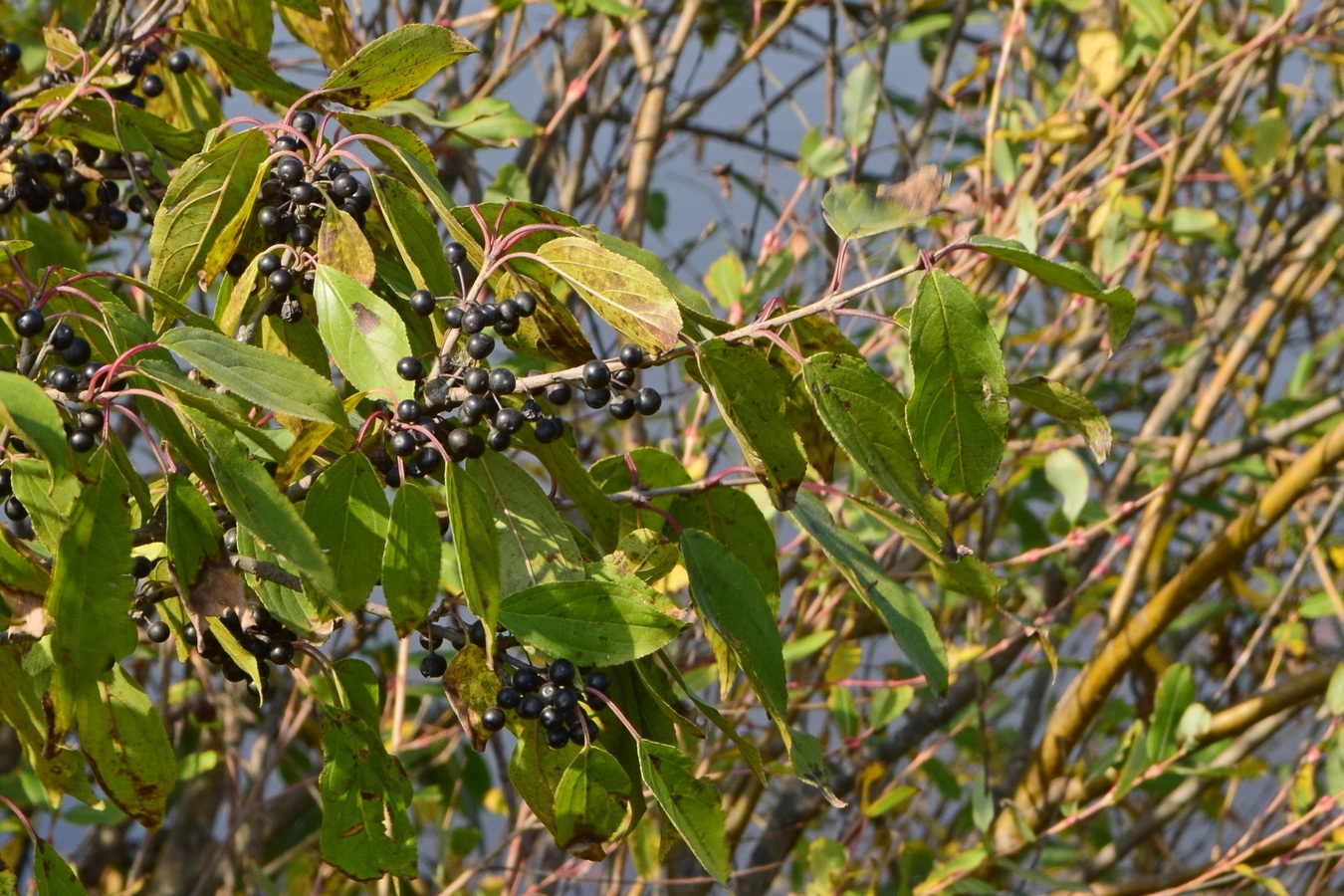 Image of Rhamnus ussuriensis specimen.