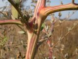 Chenopodium strictum. Часть стебля с основаниями боковых и пазушного побегов. Краснодарский край, м/о город-курорт Анапа, окр. станицы Благовещенская, Витязевская коса, влажная низина среди закреплённых песков. 05.10.2019.