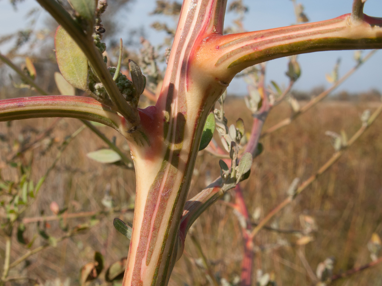 Изображение особи Chenopodium strictum.