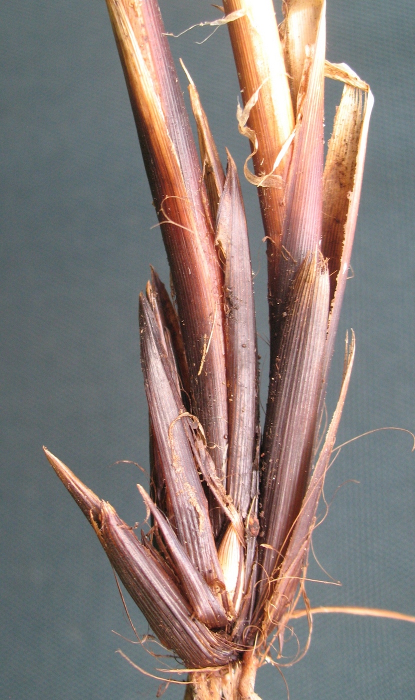 Image of Carex paniculata specimen.