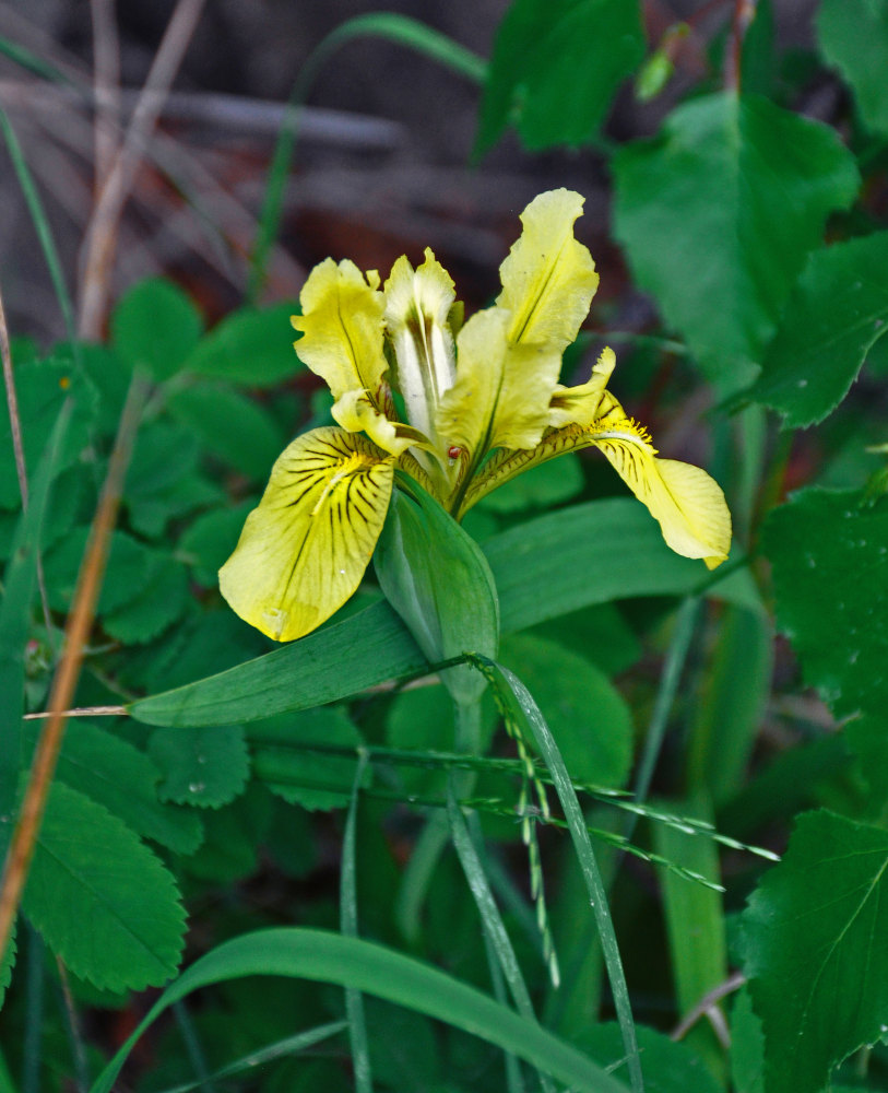 Image of Iris bloudowii specimen.