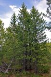 Pinus sibirica. Молодые деревья. Алтай, Улаганский р-н, Улаганский перевал, ≈ 2000 м н.у.м., хвойный лес. 18.06.2019.