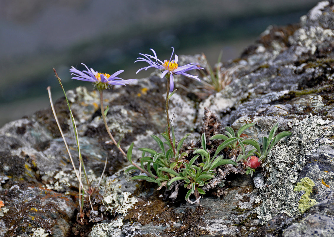 Изображение особи Aster alpinus.