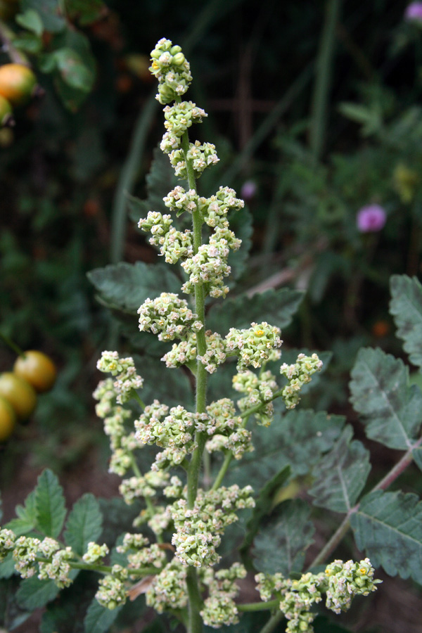 Изображение особи Rhus coriaria.