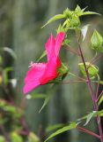 Hibiscus coccineus. Верхушка побега с цветком и бутонами. Краснодарский край, Динской р-н, окр. станицы Пластуновская, правый берег р. Ставок, монастырь Богоматери Всецарицы. 09.08.2018.