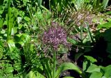 Allium schubertii. Верхушка побега с соцветием. Москва, ботанический сад МГУ \"Аптекарский огород\", в культуре. 18.05.2019.