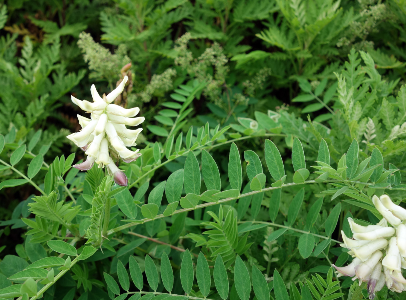 Изображение особи Astragalus uliginosus.