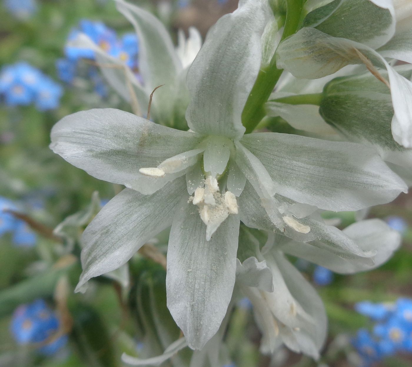 Image of genus Ornithogalum specimen.