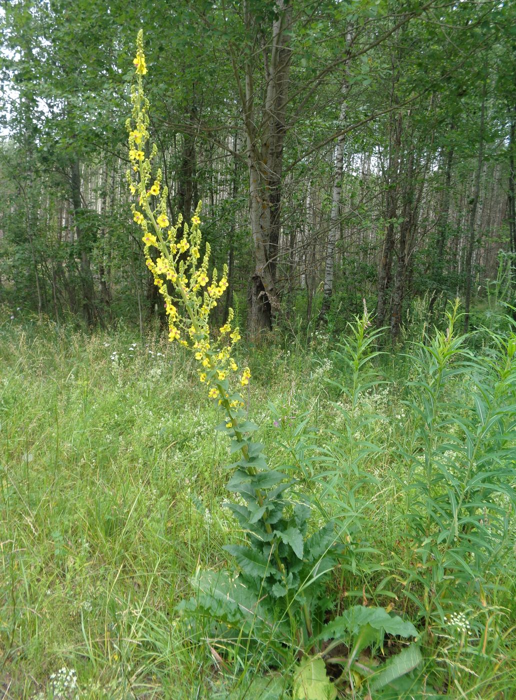 Image of Verbascum marschallianum specimen.