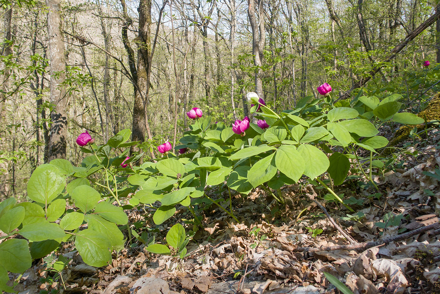 Изображение особи Paeonia caucasica.