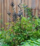 Lupinus &times; regalis