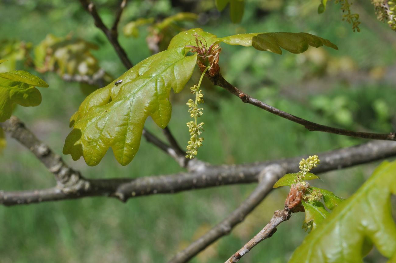 Изображение особи Quercus robur.