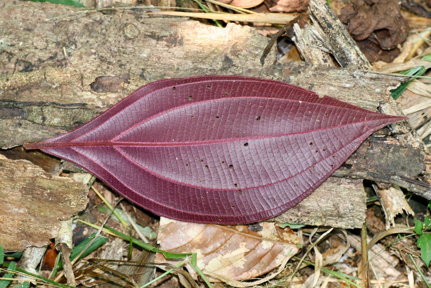 Image of Miconia nervosa specimen.