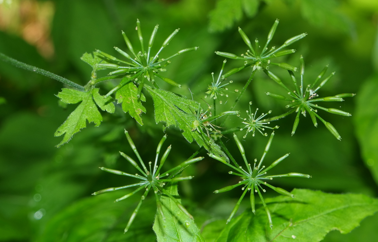 Image of Chaerophyllum temulum specimen.