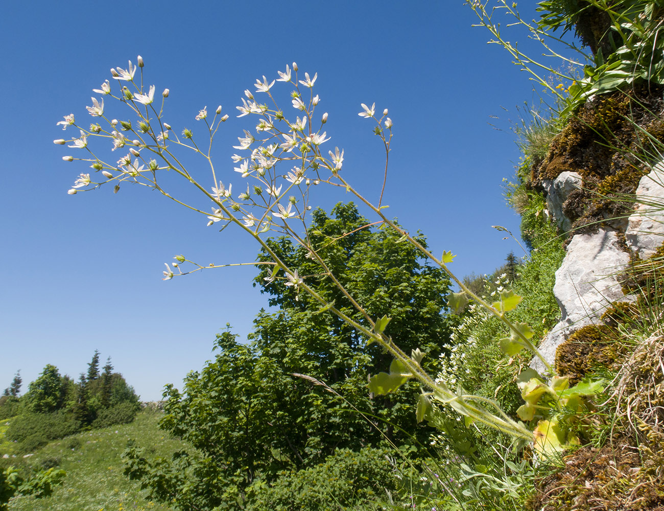 Изображение особи Saxifraga repanda.