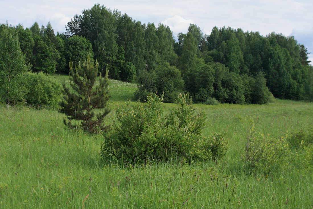 Изображение особи Salix starkeana.