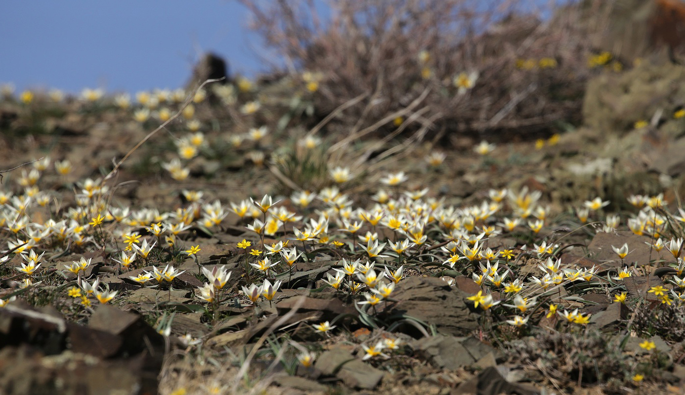 Image of Tulipa orthopoda specimen.