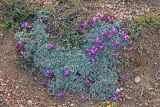 Oxytropis leucocyanea