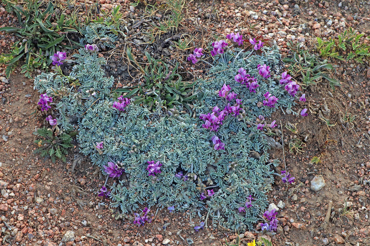 Изображение особи Oxytropis leucocyanea.