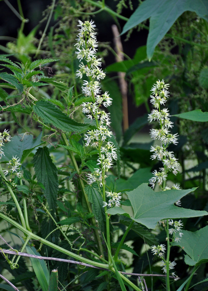 Изображение особи Echinocystis lobata.