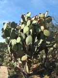 genus Opuntia. Плодоносящее растение. Испания, Каталония, провинция Girona, Costa Brava, Blanes, ботанический сад \"Pinya de Rosa\". 27 октября 2008 г.