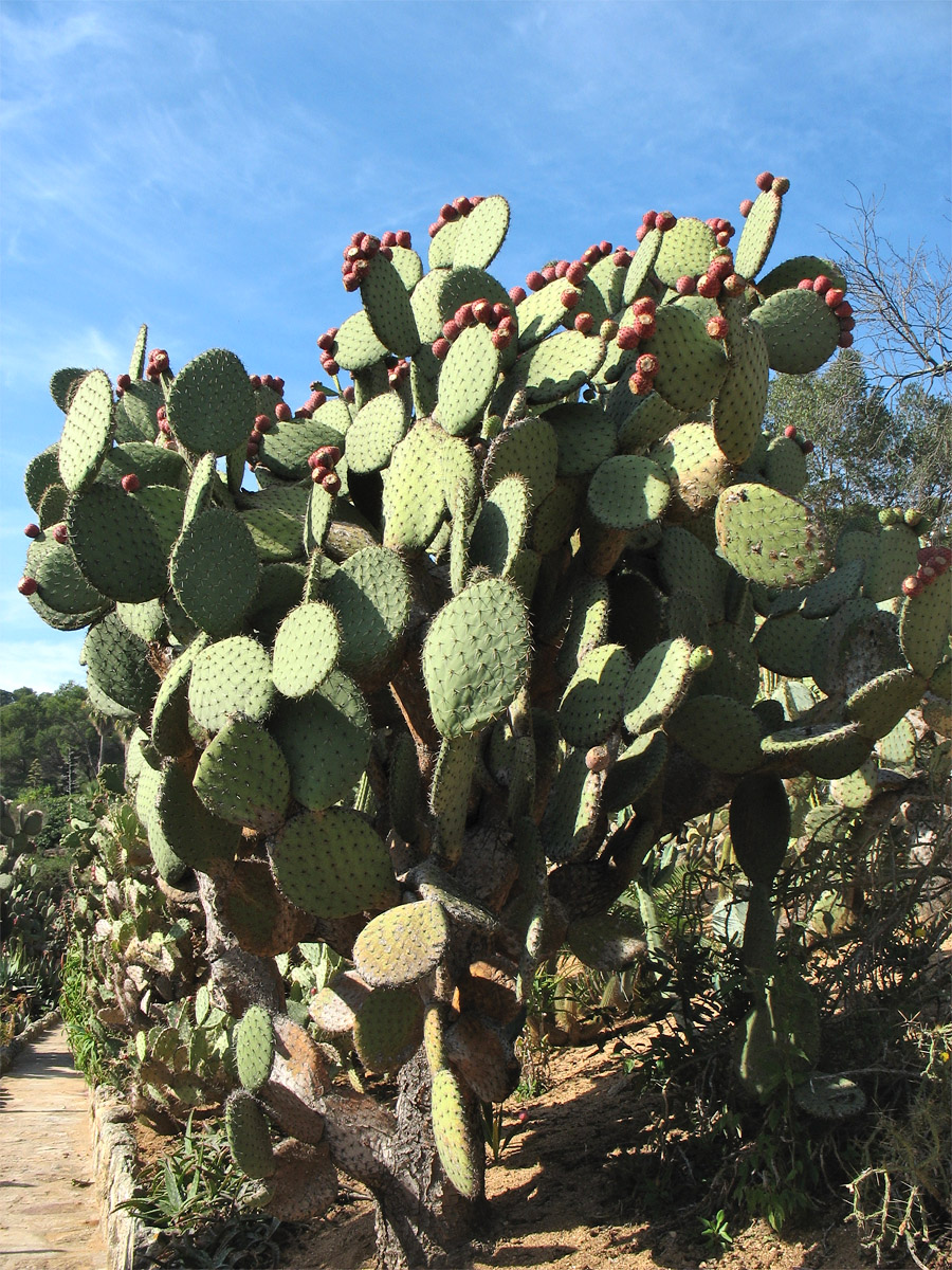 Изображение особи род Opuntia.