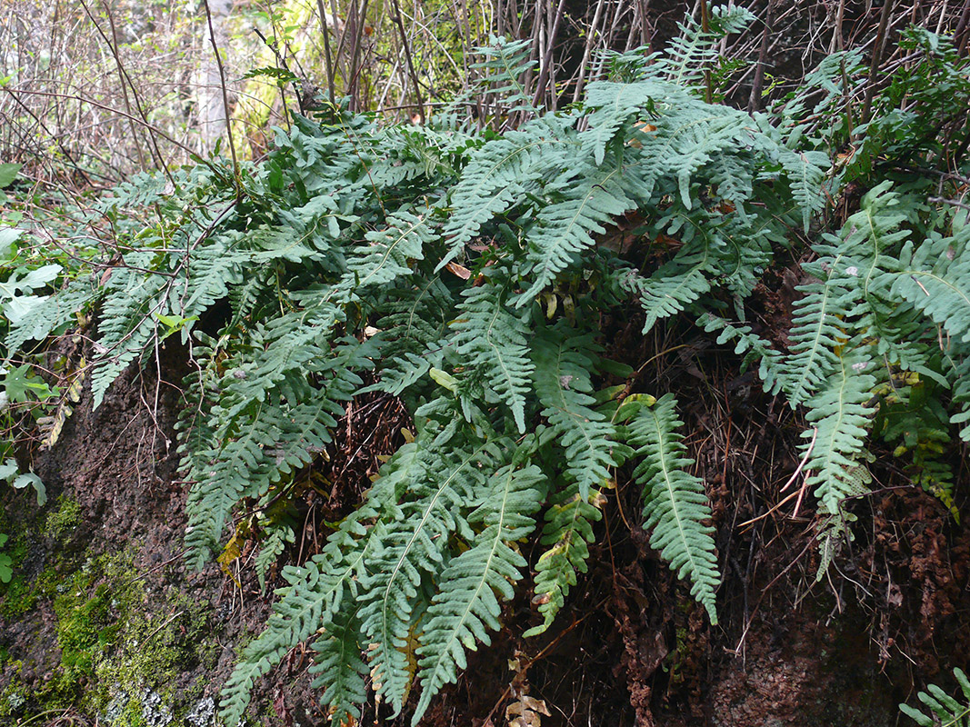 Изображение особи Polypodium vulgare.