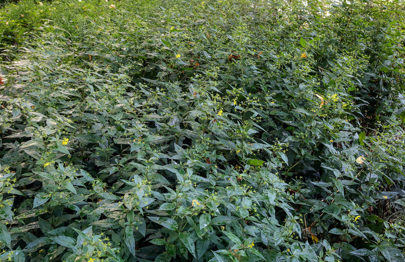 Image of Lysimachia ciliata specimen.