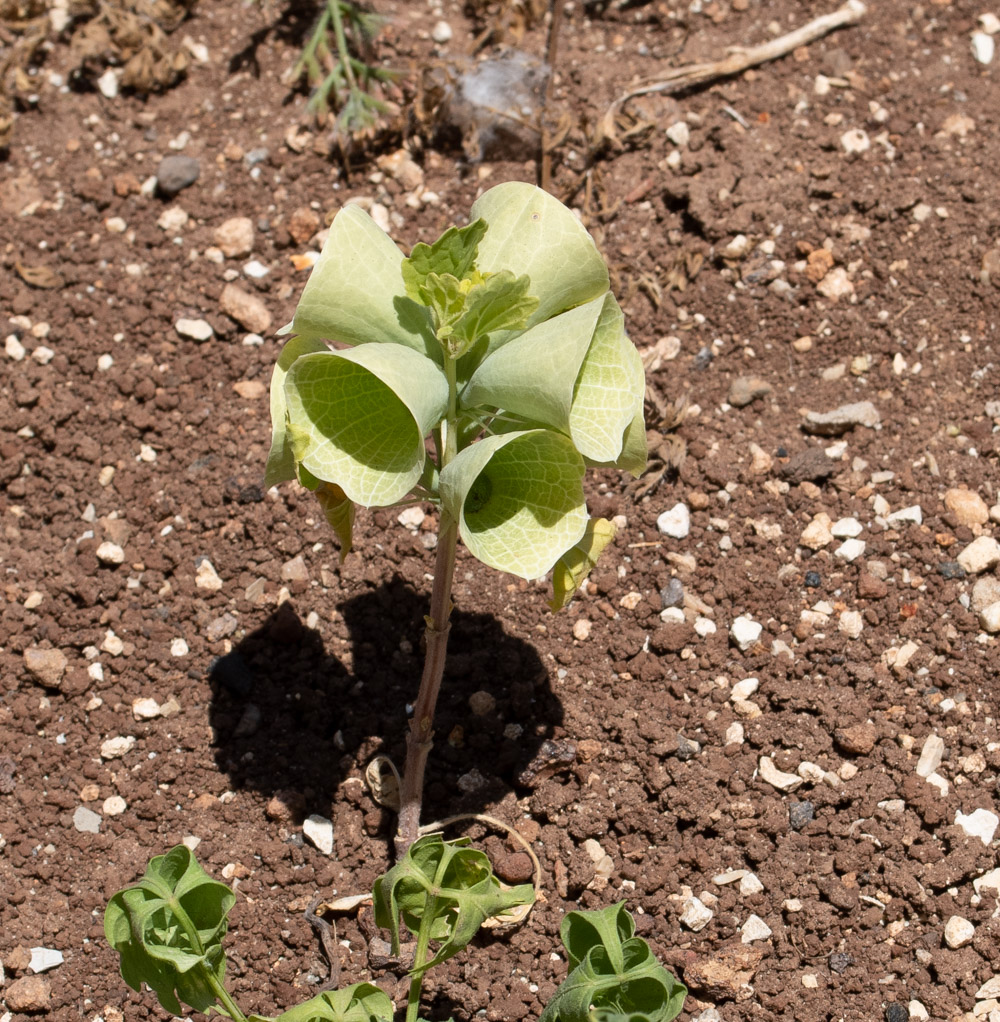 Изображение особи Moluccella laevis.