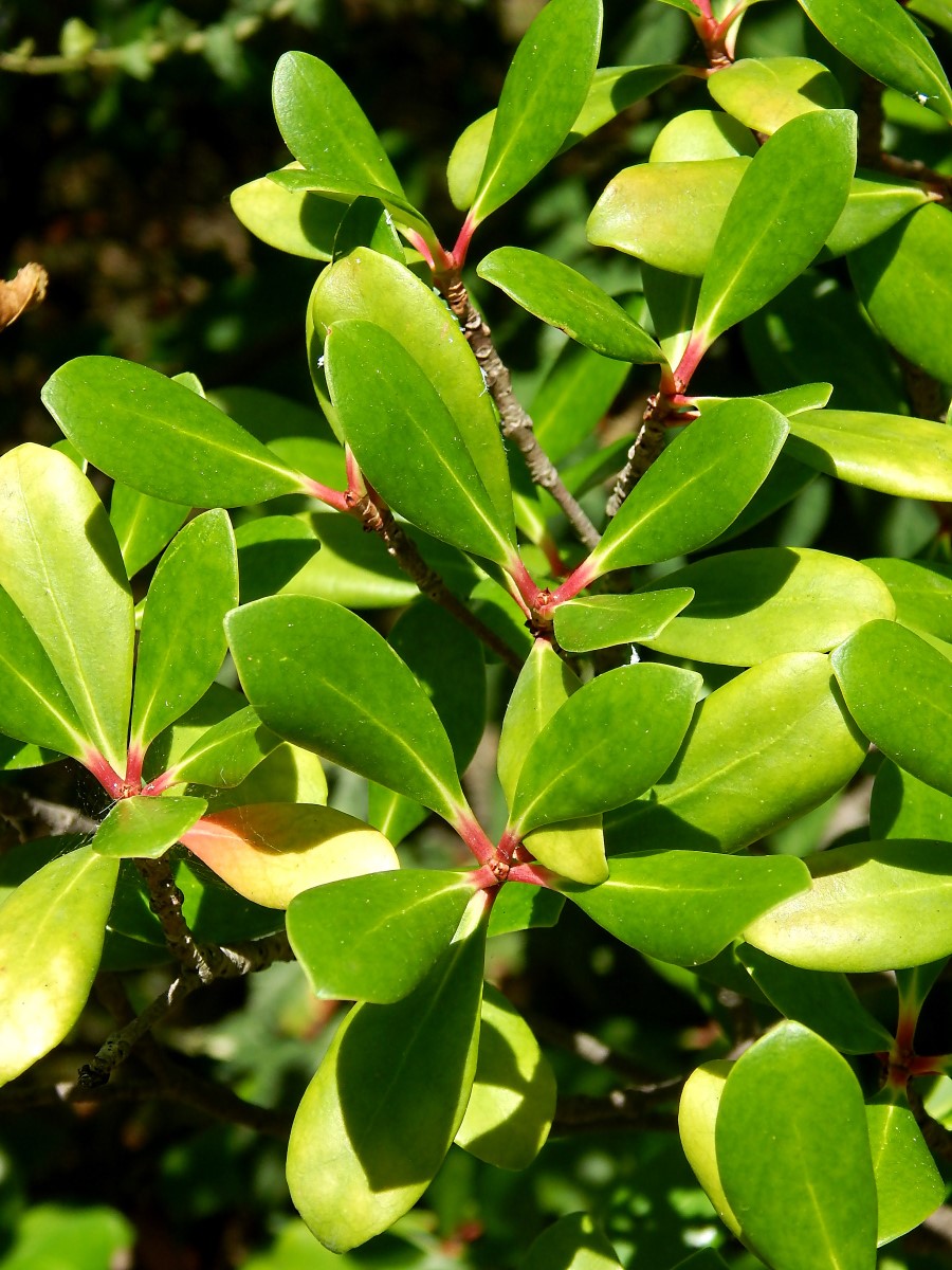 Изображение особи Ternstroemia gymnanthera.