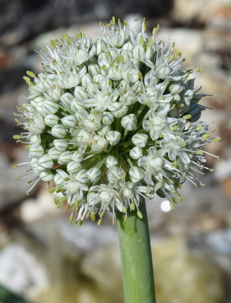 Image of Allium cepa specimen.