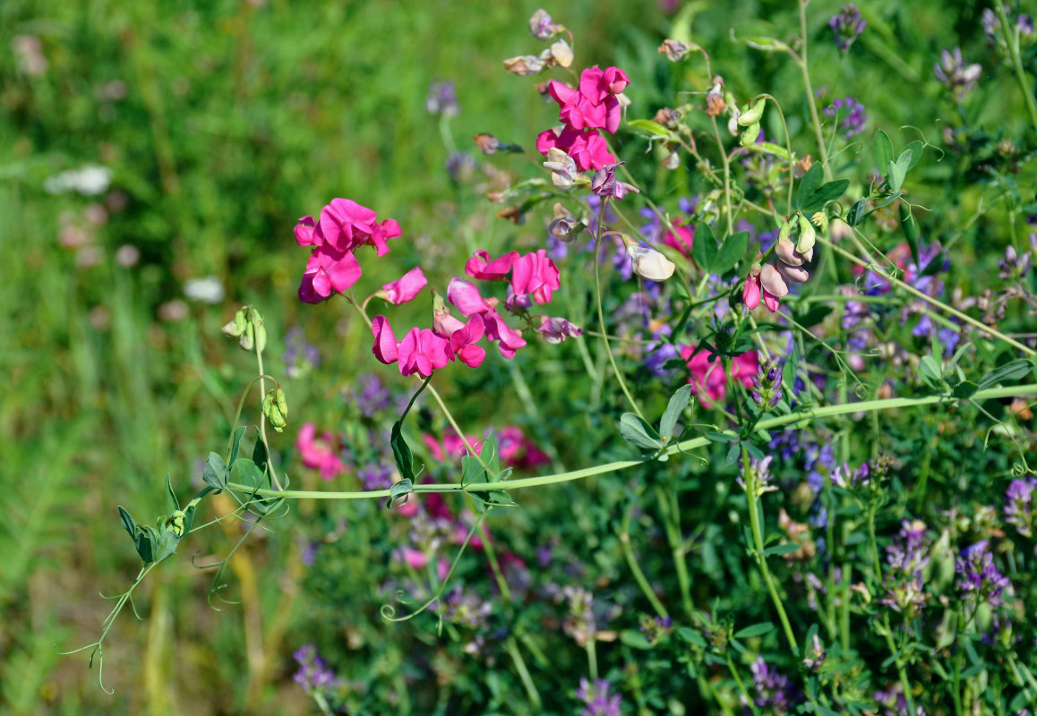 Image of Lathyrus tuberosus specimen.