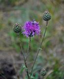 Centaurea scabiosa. Верхушка ветви с развивающимися и распустившимся соцветиями. Башкирия, Учалинский р-н, хребет Нурали, ≈ 700 м н.у.м., степной склон. 22.07.2020.