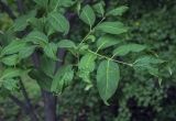 genus Euonymus