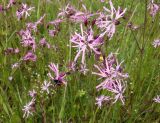 Coccyganthe flos-cuculi