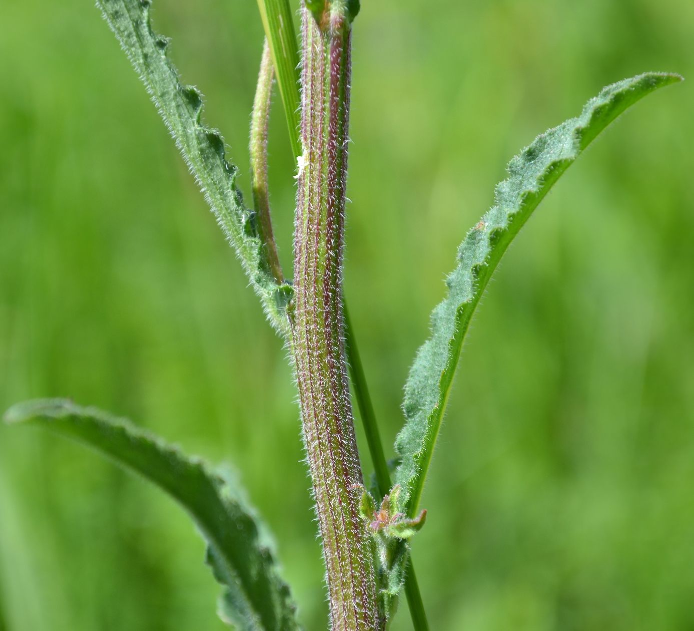 Image of Campanula sibirica specimen.