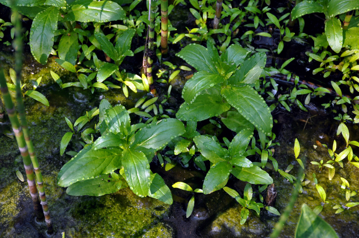 Image of Veronica anagallis-aquatica specimen.