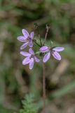 Erodium cicutarium