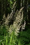 Calamagrostis arundinacea