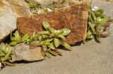 Orostachys maximowiczii
