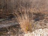 род Brachypodium. Плодоносящее растение. Краснодарский край, Абинский р-н, окр. станицы Шапсугская, каменистая кромка обрыва высокого берега реки Адегой. 09.11.2014.