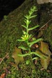 Sedum litoreum