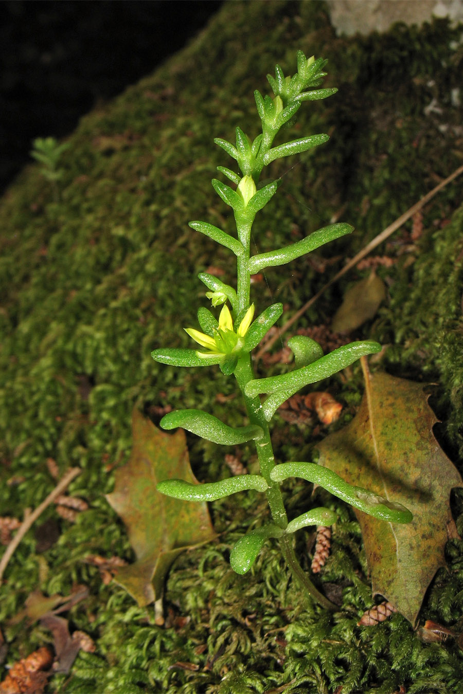 Image of Sedum litoreum specimen.