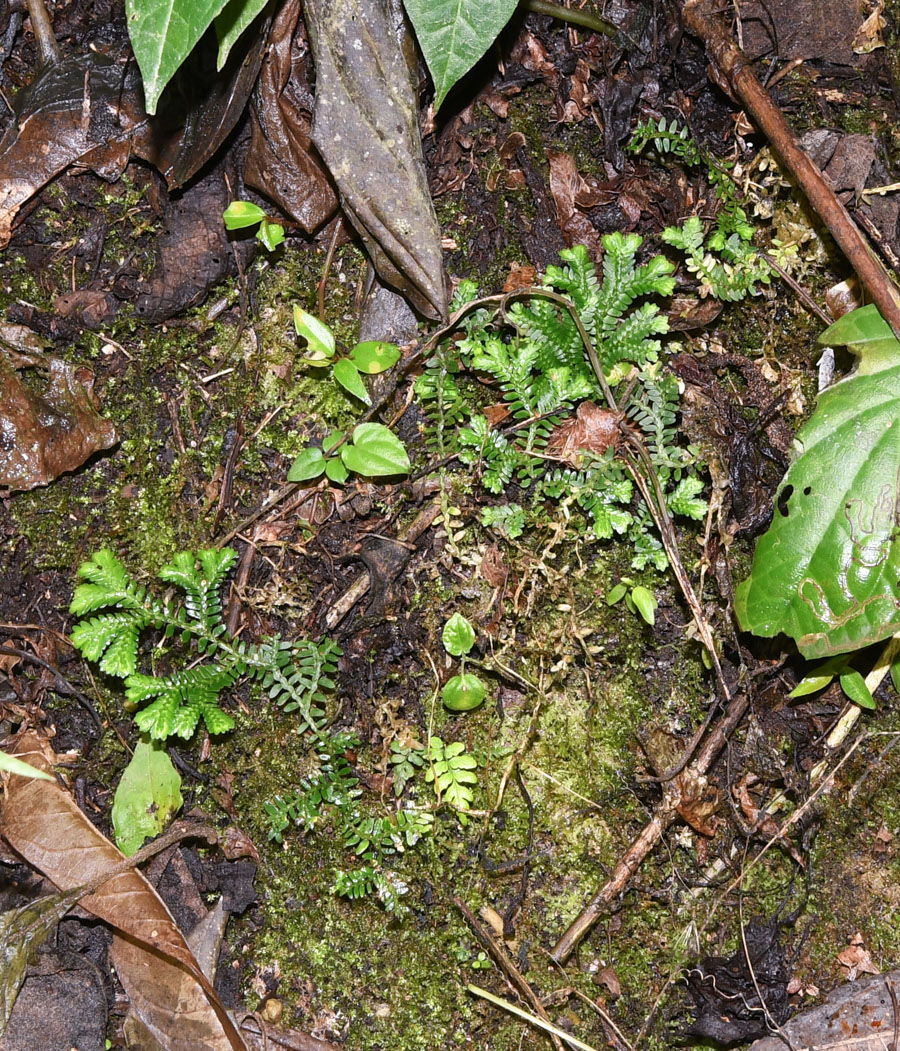 Image of genus Selaginella specimen.