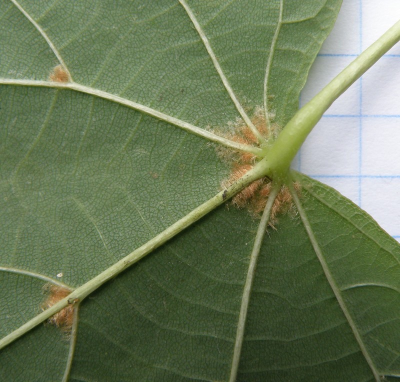 Image of Tilia amurensis specimen.