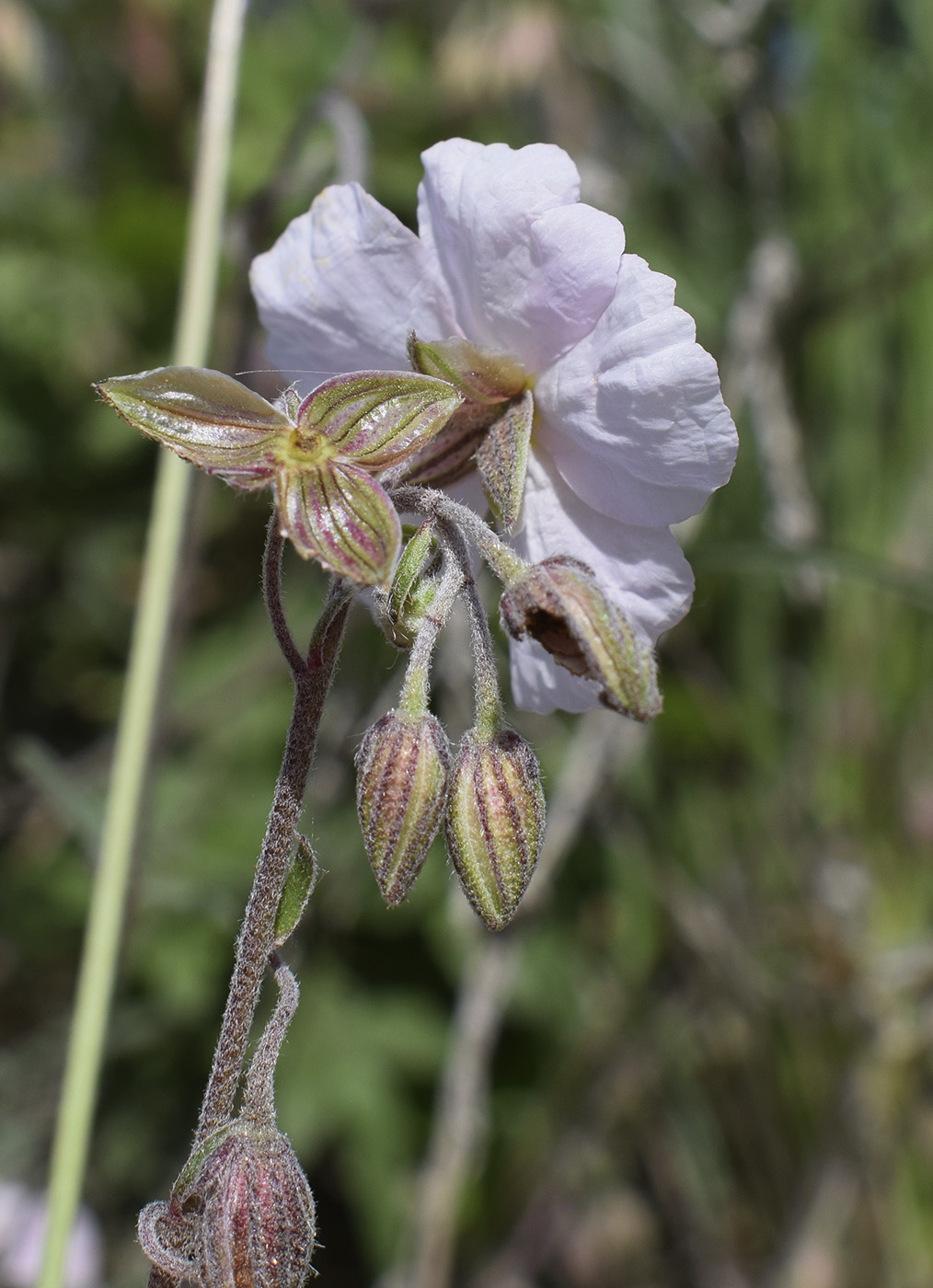 Image of Helianthemum apenninum specimen.